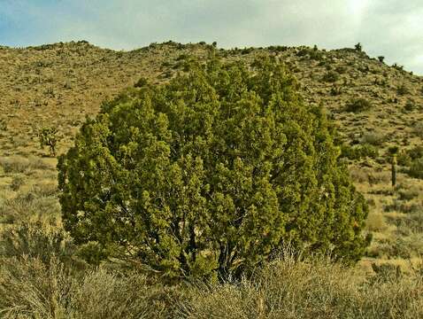 Image of California Juniper