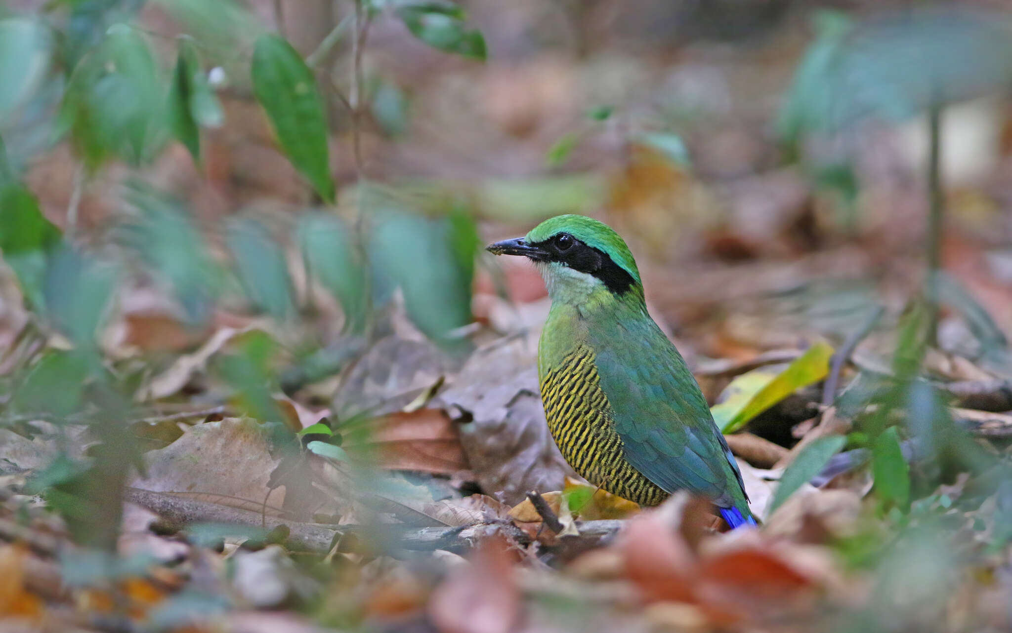 Image of Bar-bellied Pitta