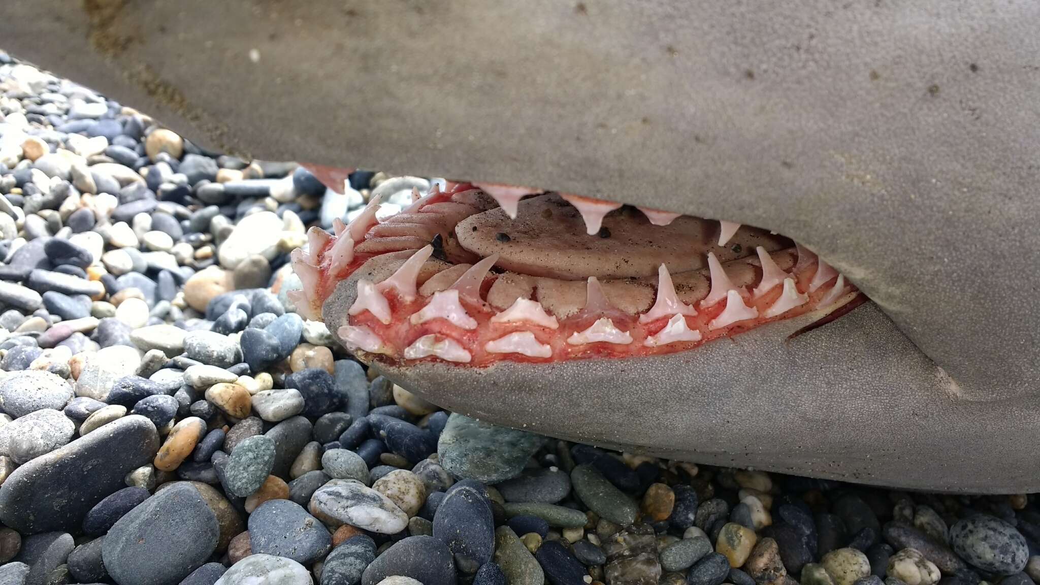 Image of mackerel sharks