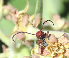 Image of Red-femured Milkweed Borer