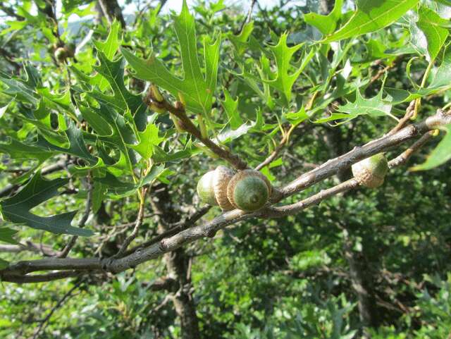 Quercus ellipsoidalis E. J. Hill resmi