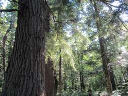 Image of sugar maple