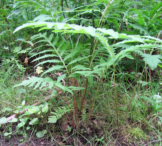 Image of sensitive fern