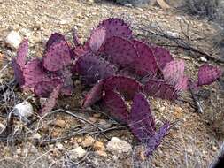 Image of Black-spined pricklypear