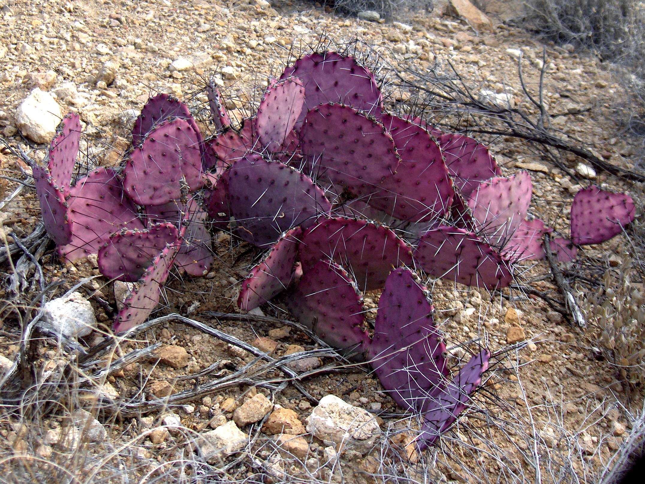 Image of Black-spined pricklypear