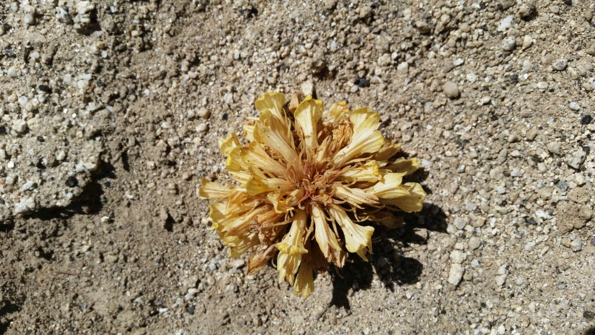 Image of California broomrape