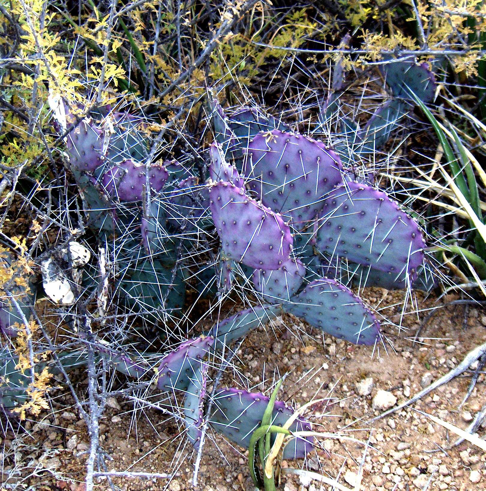 Image of Black-spined pricklypear