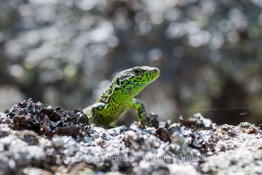 Image of Iberolacerta monticola monticola (Boulenger 1905)