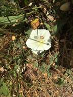 Image de Calystegia subacaulis Hook. & Arn.