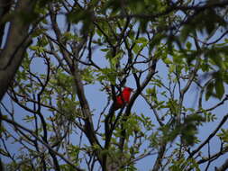 Image of Scarlet Tanager