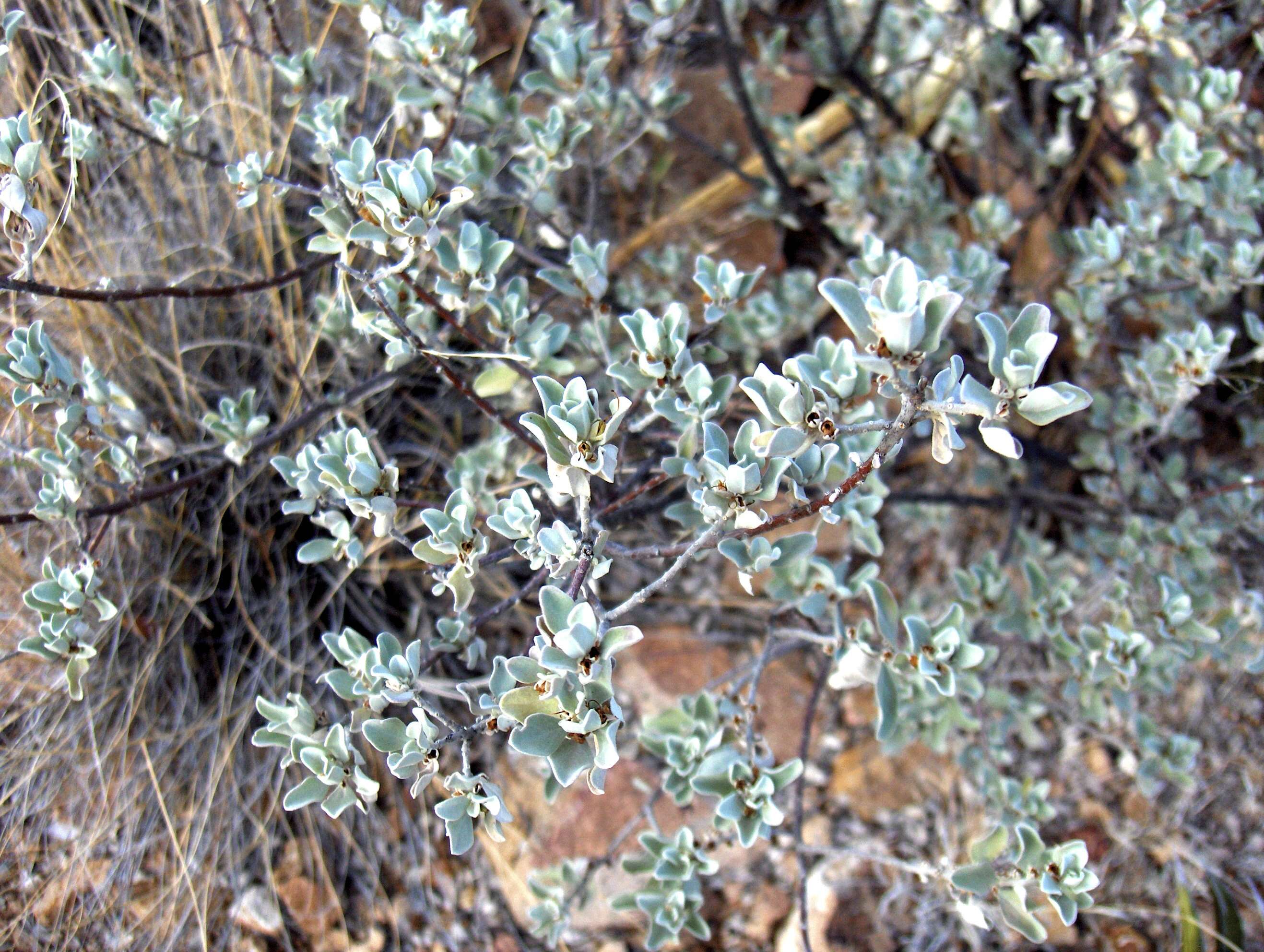 Imagem de Leucophyllum frutescens (Berl.) I. M. Johnston