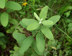 Image of <i>Spiraea</i> × <i>pallidiflora</i> Zabel