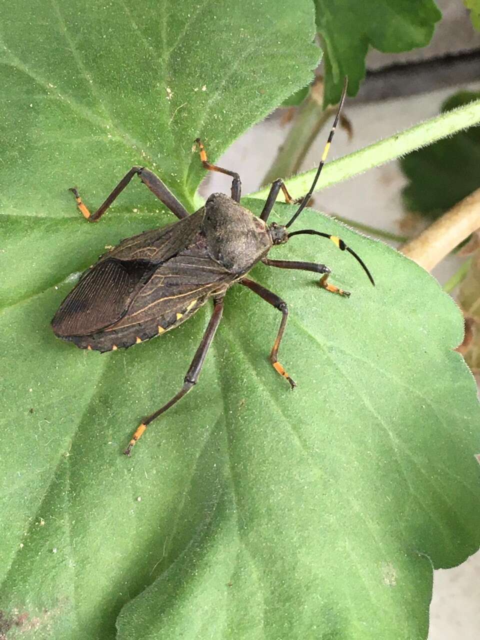 Pachylis laticornis (Fabricius 1798)的图像