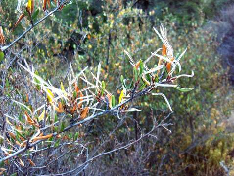 Слика од Cercocarpus montanus Raf.