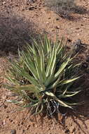 Agave cerulata subsp. cerulata resmi