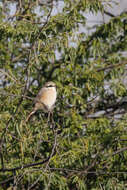 Слика од Lanius isabellinus isabellinus Hemprich & Ehrenberg 1833