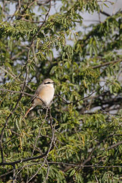 Lanius isabellinus isabellinus Hemprich & Ehrenberg 1833的圖片