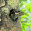 Image of Red-crowned Barbet