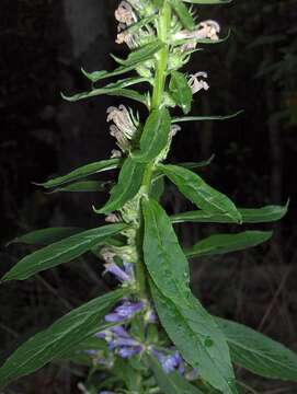 Слика од Lobelia siphilitica L.