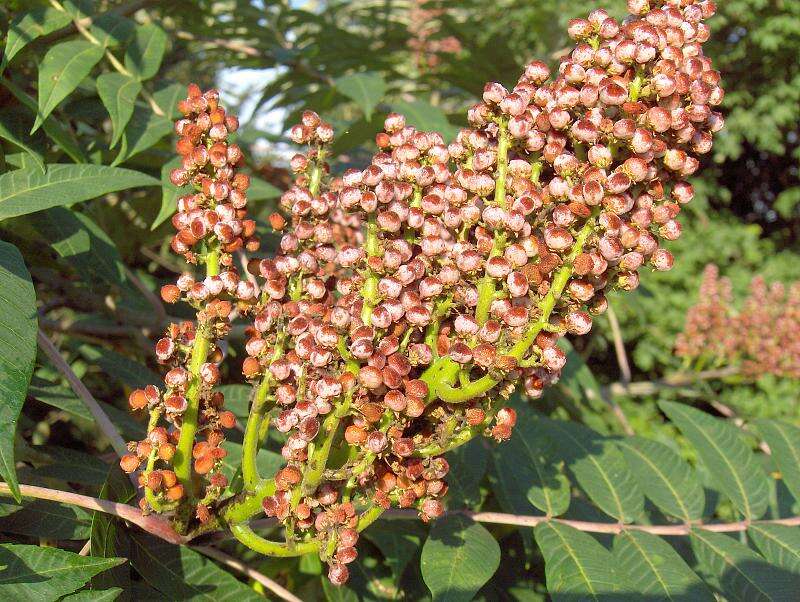 Image of rocky mountain sumac