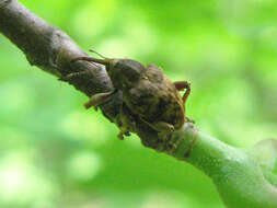 Image of Curculio venosus (Gravenhorst 1807)