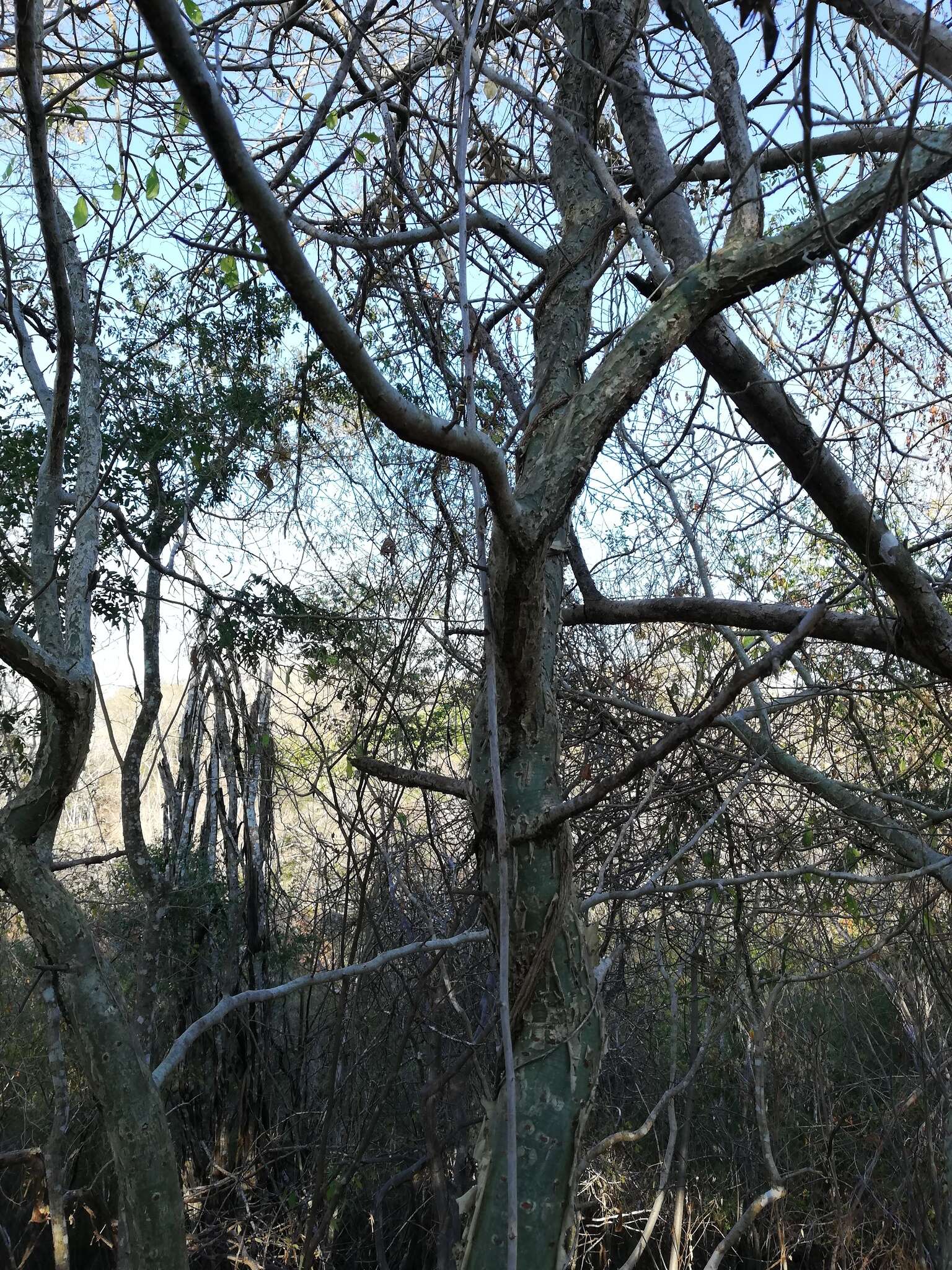 Image of Bursera silviae Rzed. & Calderón