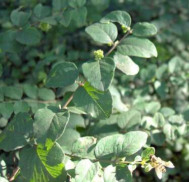 Image of coralberry