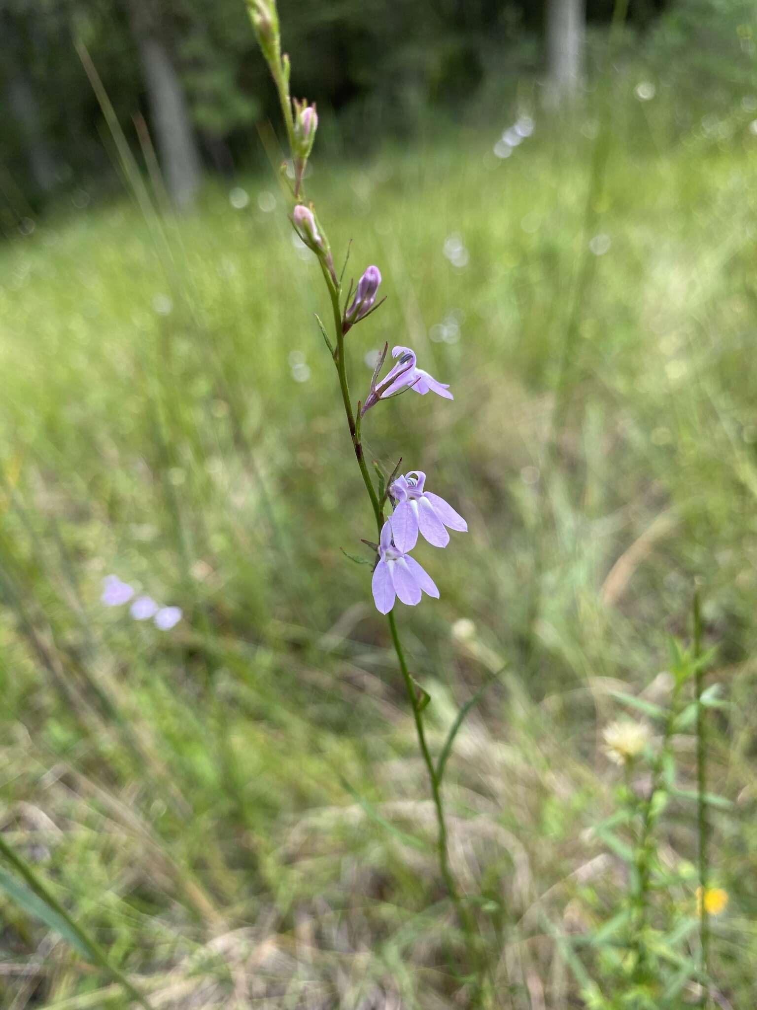 Image of Canby's Lobelia