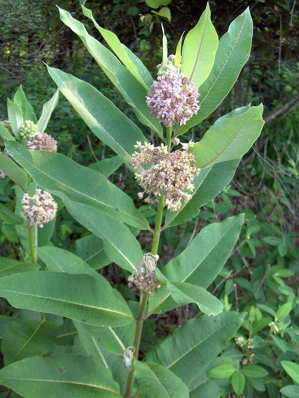 Image of common milkweed