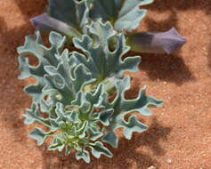 Image of Harpagophytum procumbens subsp. procumbens