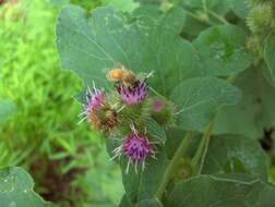 Image of common burdock