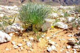 Image de Gethyllis grandiflora L. Bolus