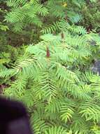 Image of staghorn sumac