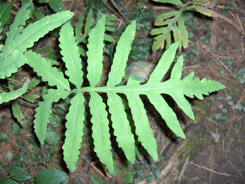 Image of sensitive fern