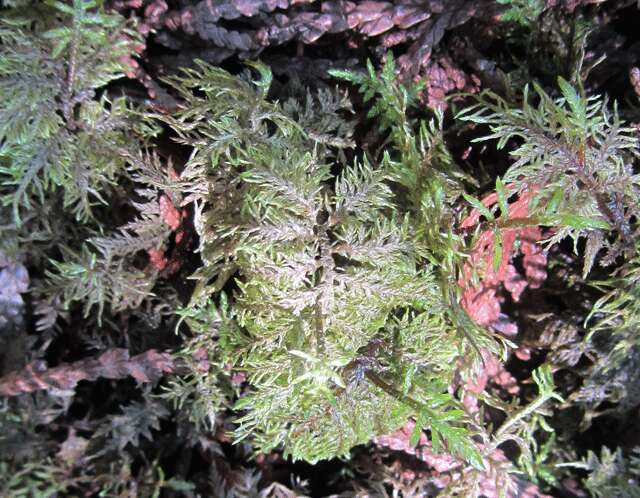Image of ptilium moss