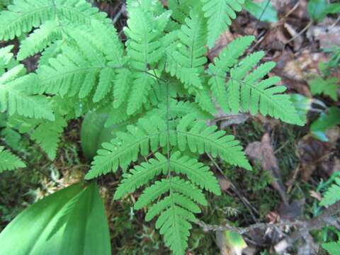 Слика од Gymnocarpium dryopteris (L.) Newm.