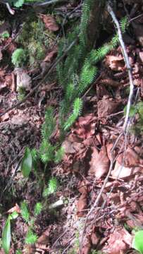 Image of interrupted clubmoss