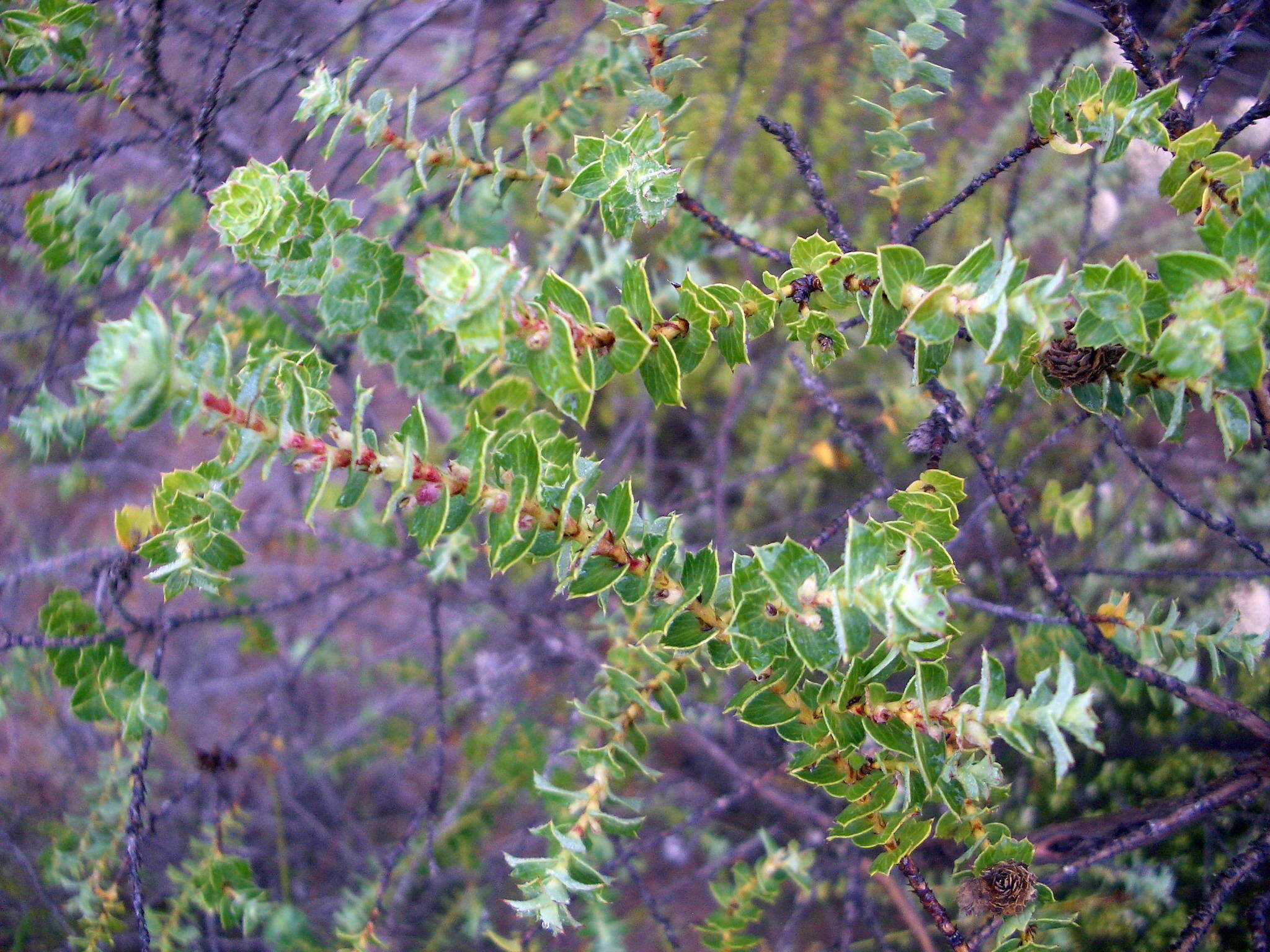 Image of Cliffortia schlechteri (Weim.) C. Whitehouse