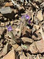 Image de Phacelia curvipes Torr. ex S. Wats.