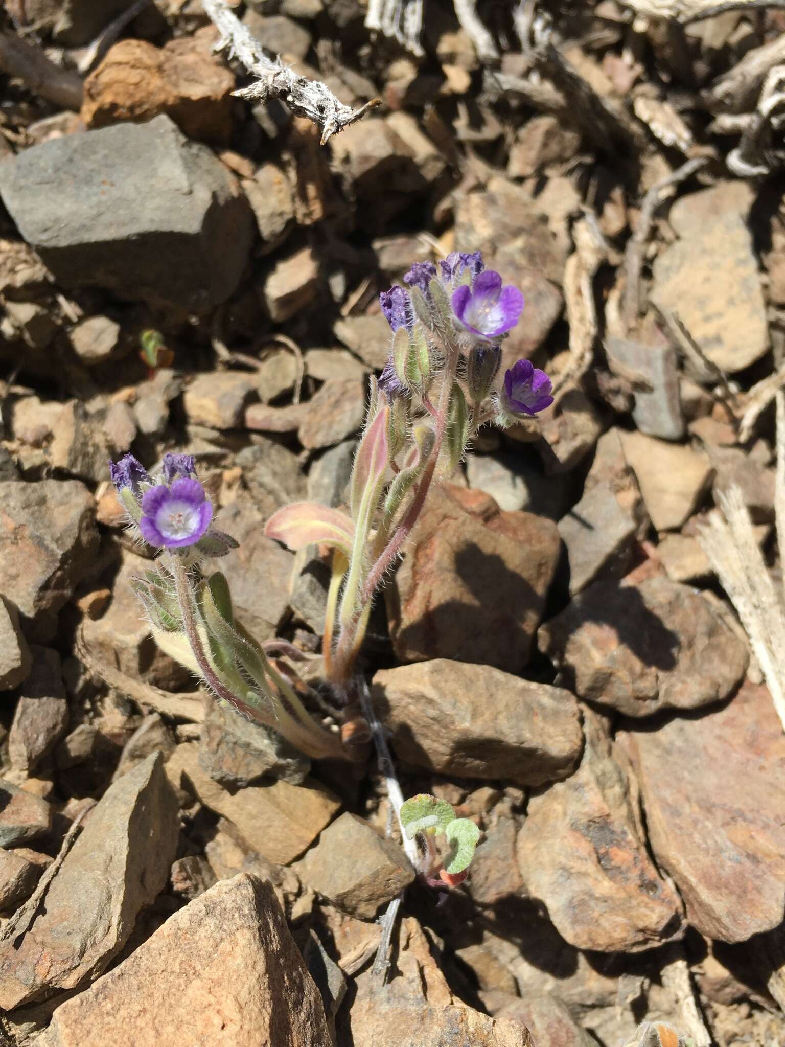 Image de Phacelia curvipes Torr. ex S. Wats.