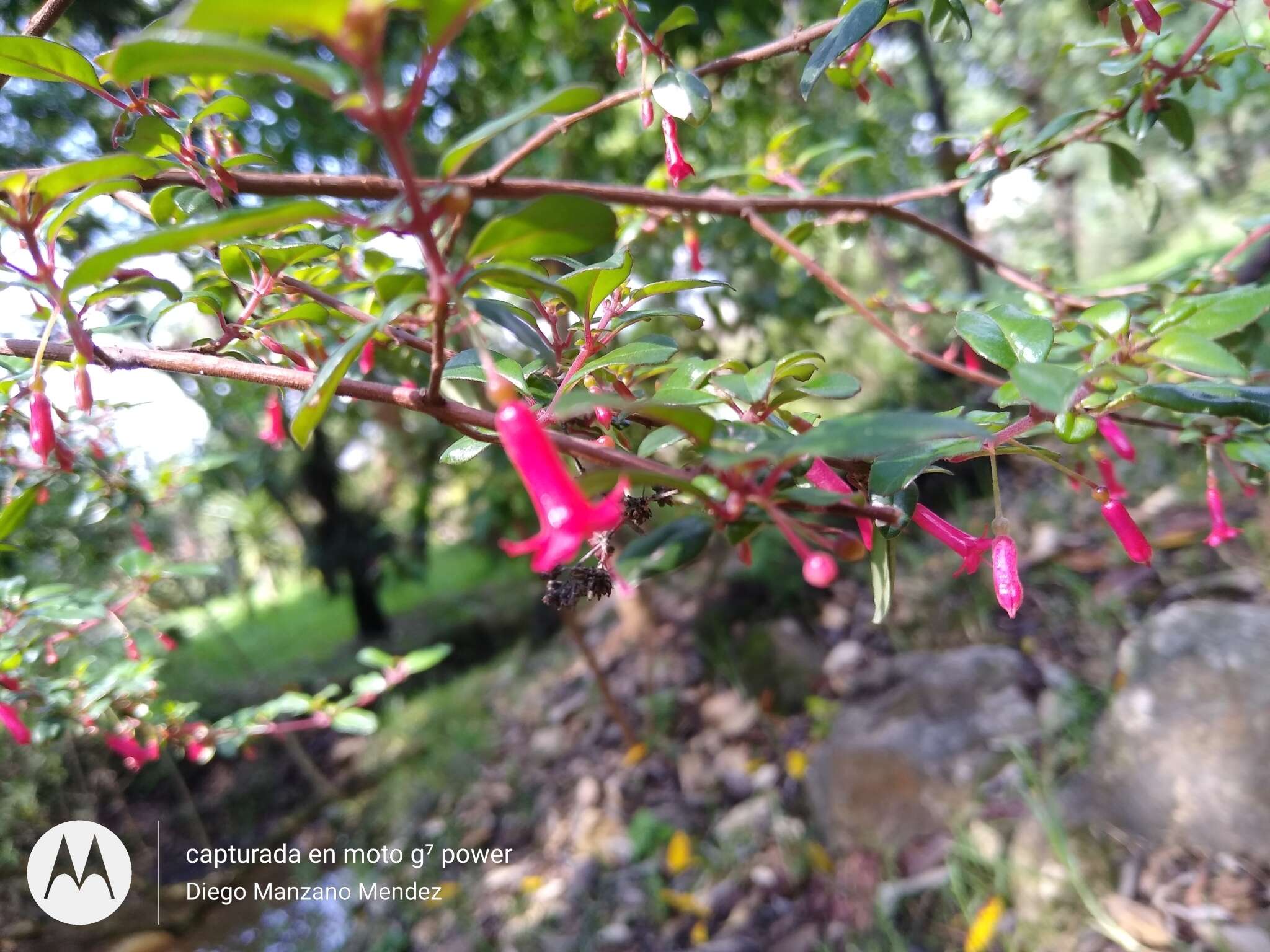 Image of Splendid Fuchsia