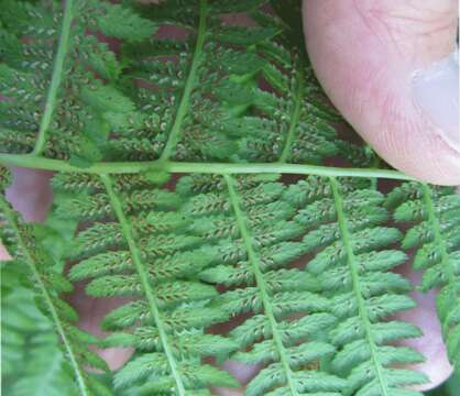 Image of Lady-fern