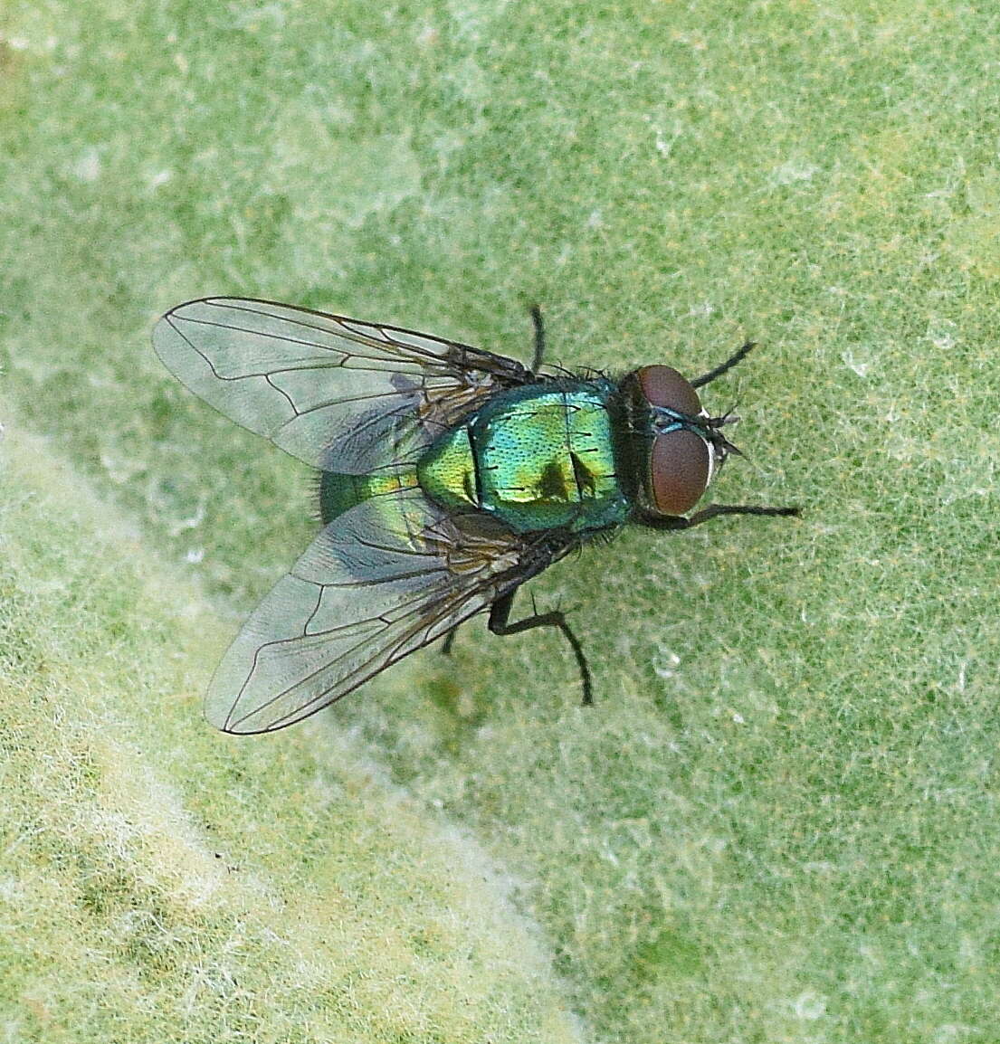 Image de Neomyia