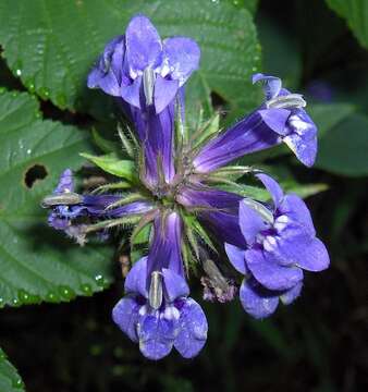 Слика од Lobelia siphilitica L.