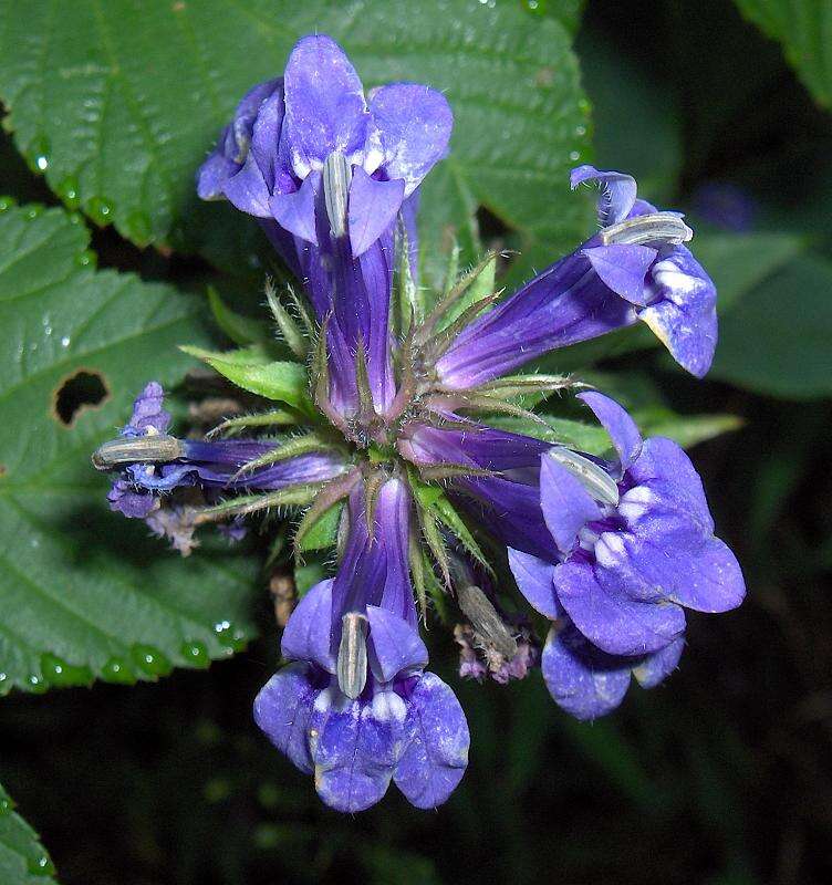 Слика од Lobelia siphilitica L.