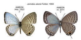 Image of Jamides alecto (C. Felder 1860)