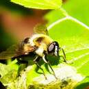 Image of Hairy-eyed Bee-mimic Fly