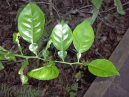 Image of Citrus × sinensis