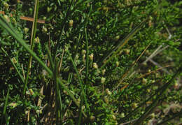 Imagem de Lepidothamnus laxifolius (Hook. fil.) Quinn