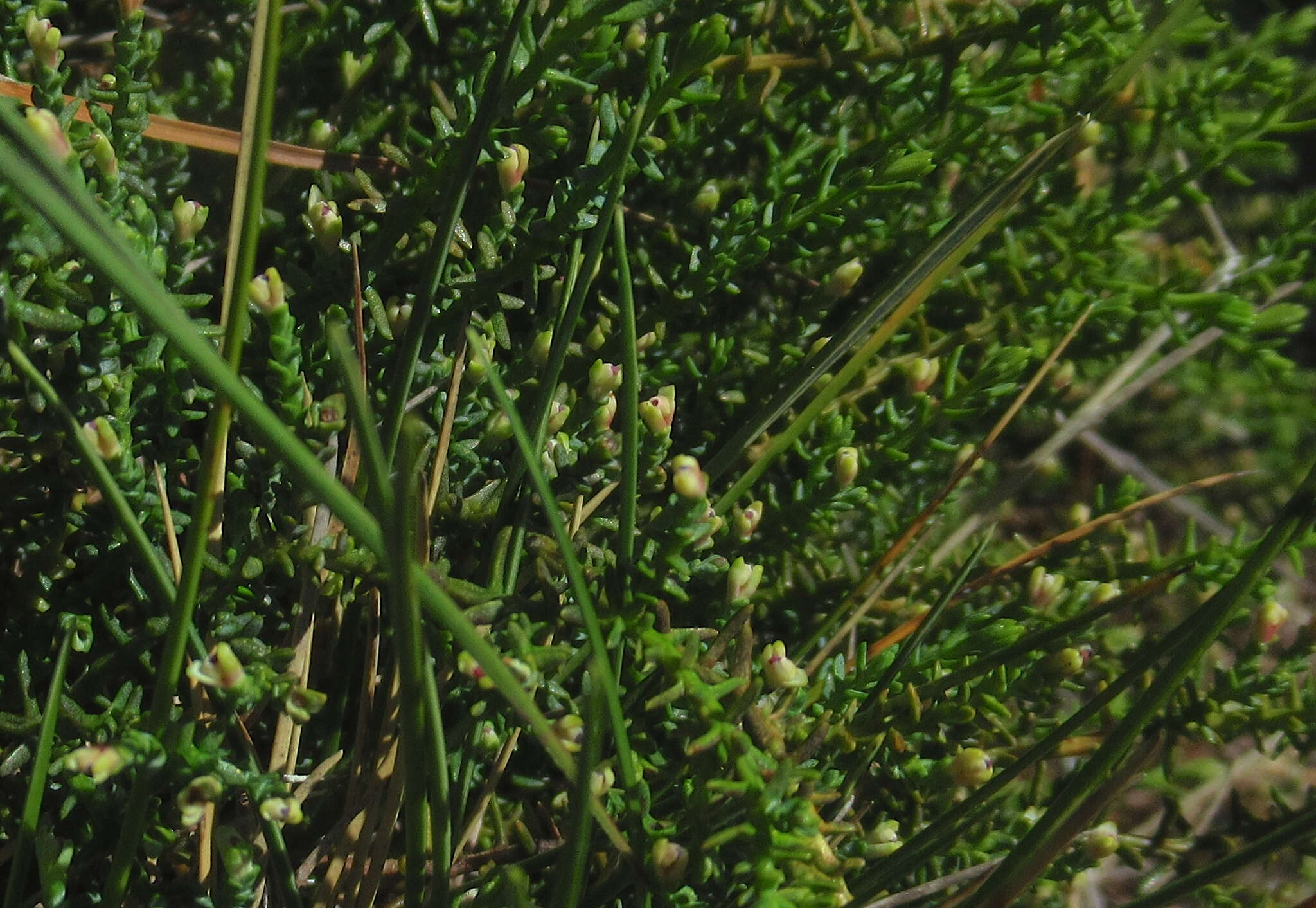 Imagem de Lepidothamnus laxifolius (Hook. fil.) Quinn